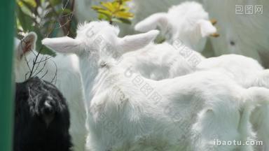 春天山羊小羊羔吃草绵阳动物畜牧业